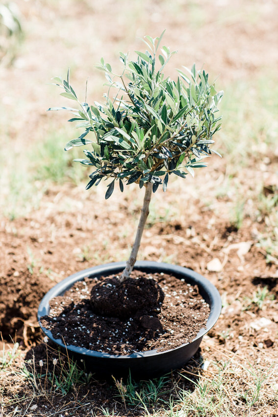 Sara&Giannis_Wedding-172